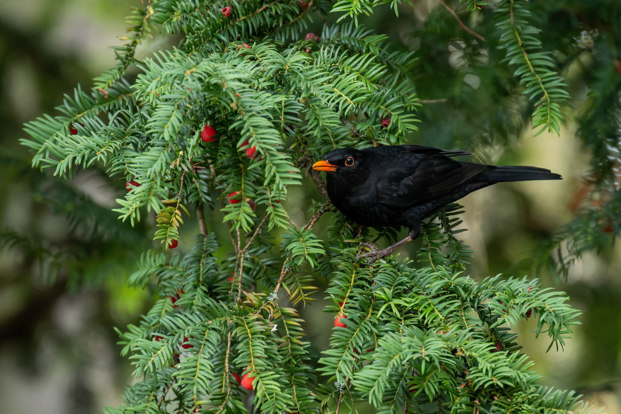 Wir entdecken Vögel und Wintergäste auf dem Friedhofsgelände. Die Bäume haben bald alle ihre Blätter verloren und geben den Blick auf die Nester der diesjährigen Brutsaison frei.